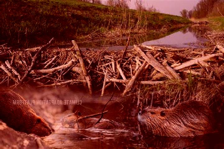 Ignacia 3 Cuya escort
